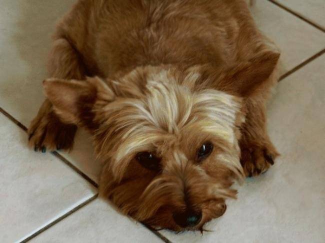 Sunie - Yorkshire Terrier