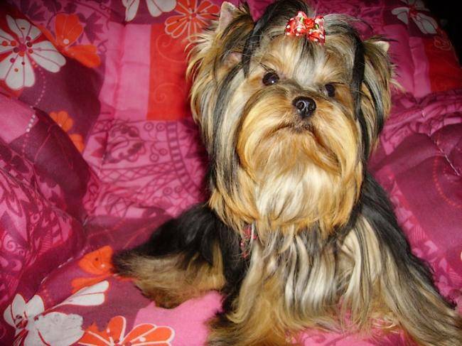 Chanelle Rose de Villardières - Yorkshire Terrier