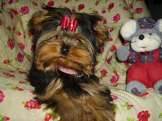 Ermès de Villardières - Yorkshire Terrier