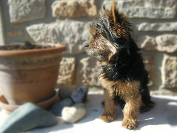 Fripouille - Yorkshire Terrier