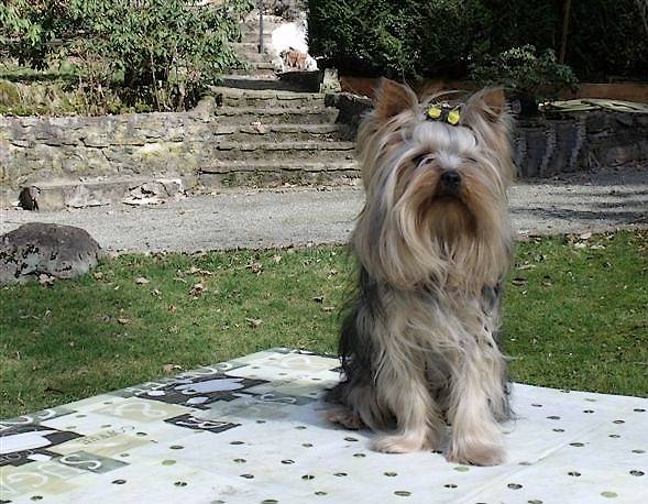 Dionos de Villardières - Yorkshire Terrier