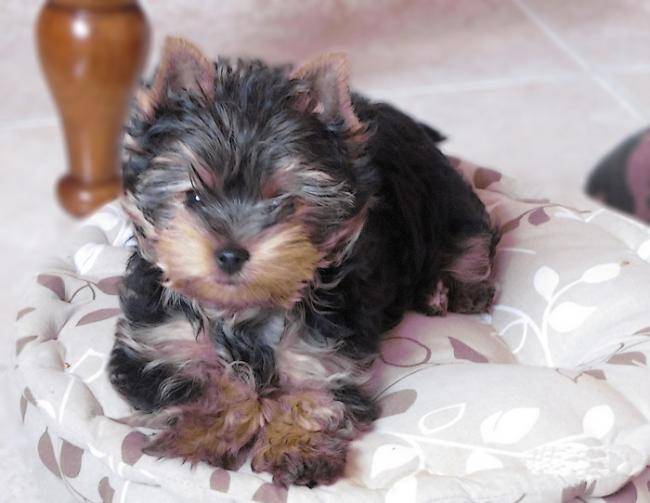 FOXI de Villardières - Yorkshire Terrier