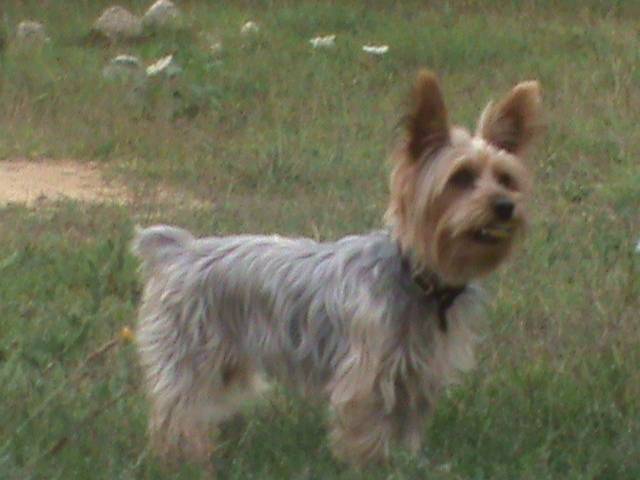 Daisy - Yorkshire Terrier (3 ans)
