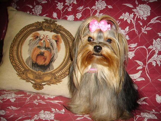 Dalezane Ckelly de Villardières 2 ans - Yorkshire Terrier (2 ans)