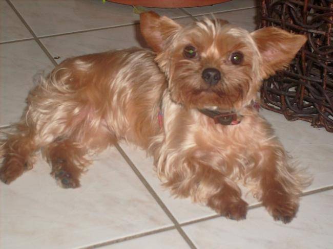 Cookie, Yorkshire Terrier 4 ans - Yorkshire Terrier (4 ans)