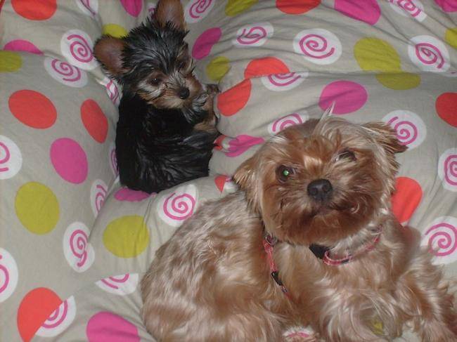 Cookie et Frosty, Yorkshires terriers - Yorkshire Terrier