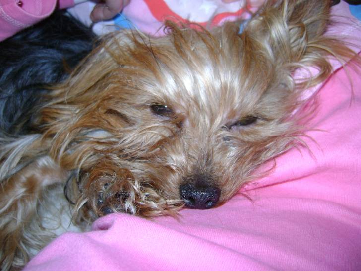 arthur - Yorkshire Terrier Mâle (4 ans)