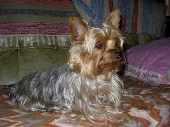 Vandoise Yorkshire de 7 ans - Yorkshire Terrier (7 ans)