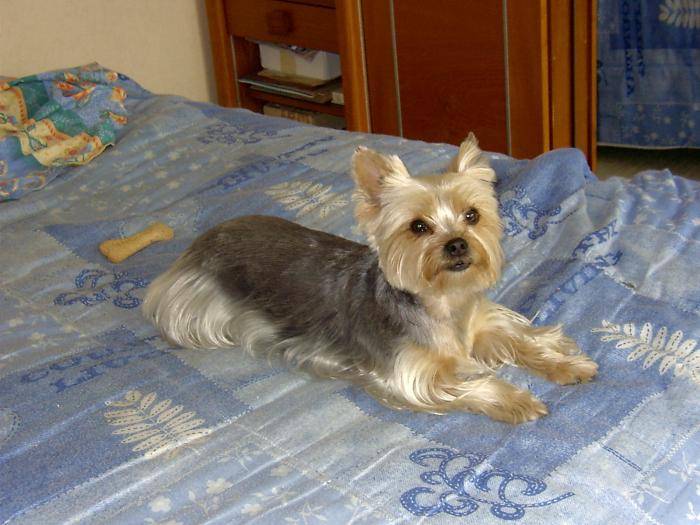 Roxane de Ménicour - Yorkshire Terrier