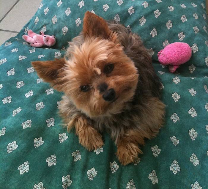 Chipie, petite Yorkshire Terrier - Yorkshire Terrier