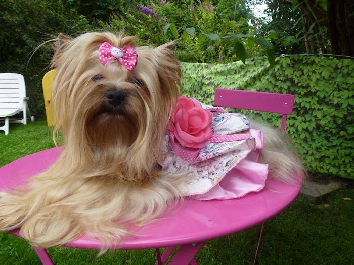 Bragance de Villardières - Yorkshire Terrier