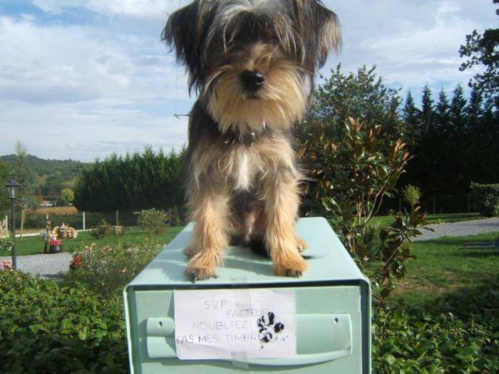 Hylou - Yorkshire Terrier