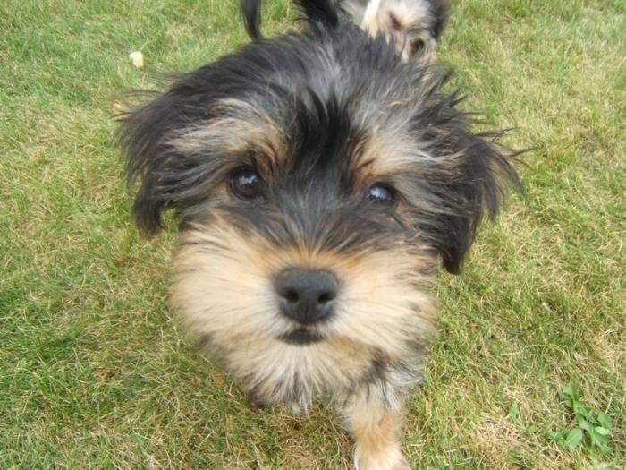 Portrait de Hylou - Yorkshire Terrier