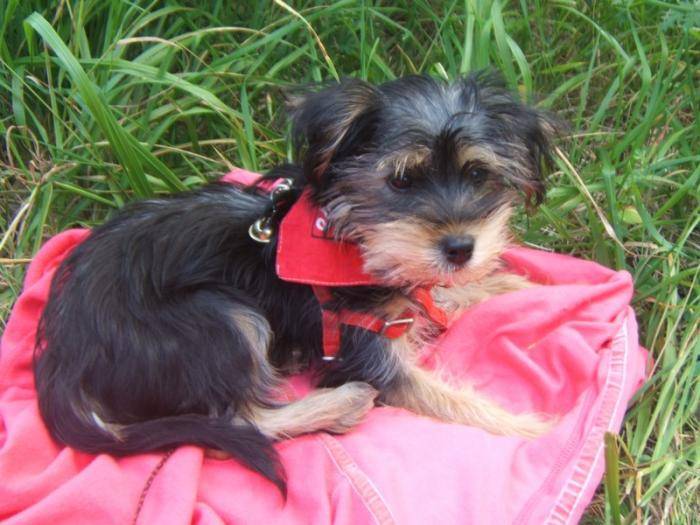 Jolie Hylou - Yorkshire Terrier