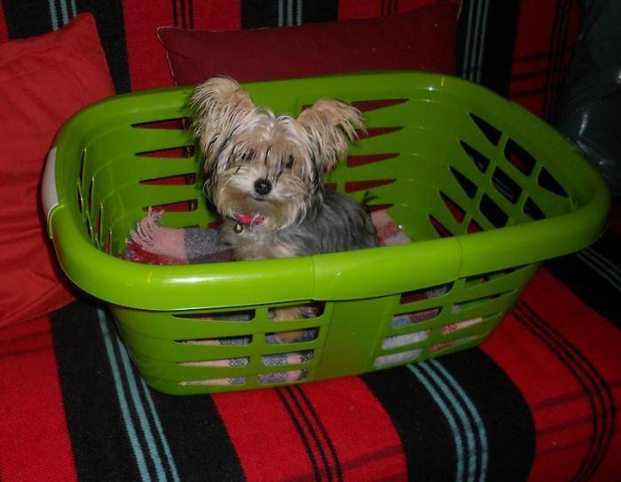 Heidi 7 mois la petite soeur de Hylou - Yorkshire Terrier (7 mois)