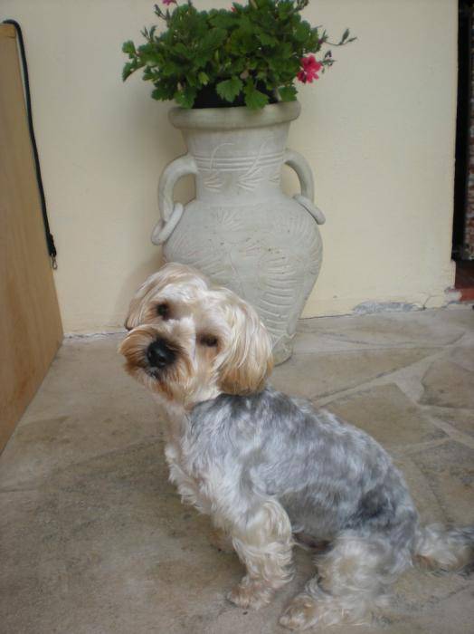 Benjy a grandi - Yorkshire Terrier