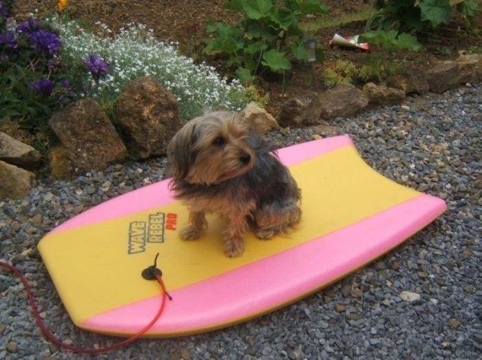 Hylou, petit Yorkshire surfeur - Yorkshire Terrier
