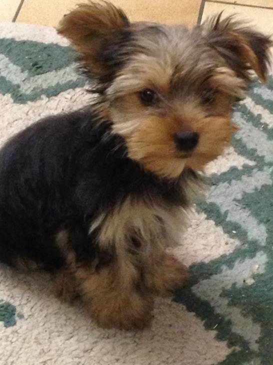 LOOKY - Yorkshire Terrier