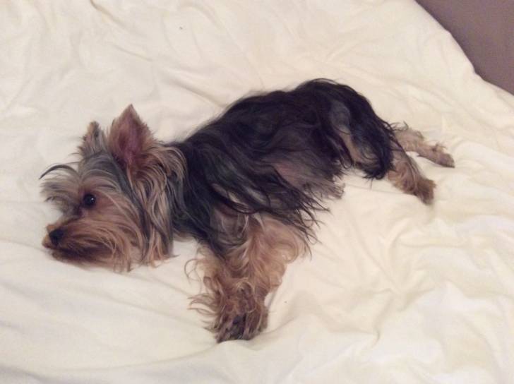 Pilly - Yorkshire Terrier (1 an)