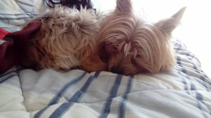 Aramis qui fait dodo - Yorkshire Terrier Mâle (15 ans)