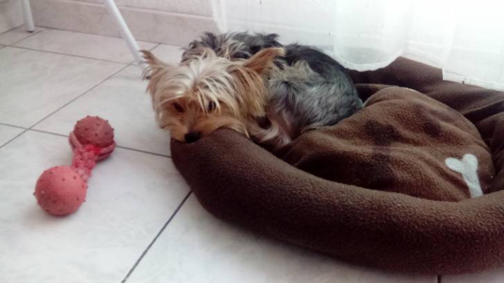 Samy dans son panier - Yorkshire Terrier Mâle (2 ans)