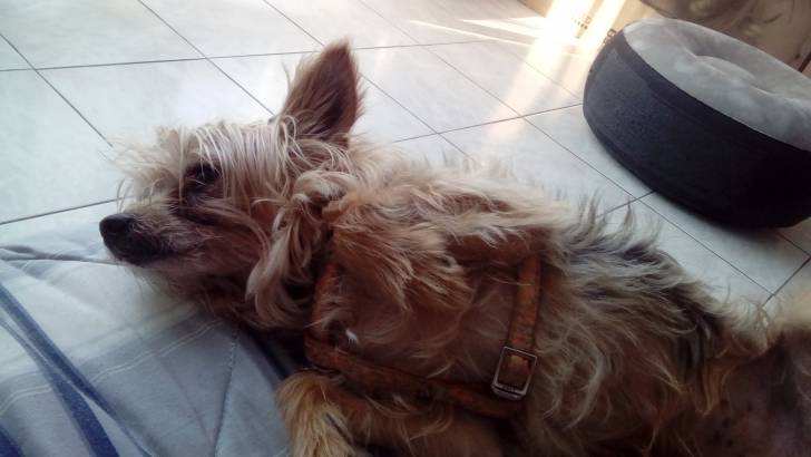 Aramis en mode "yolo" - Yorkshire Terrier Mâle (15 ans)