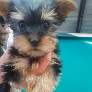 Chipie - Yorkshire Terrier (2 mois)