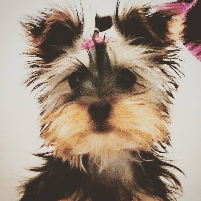 Chipie - Yorkshire Terrier (2 mois)