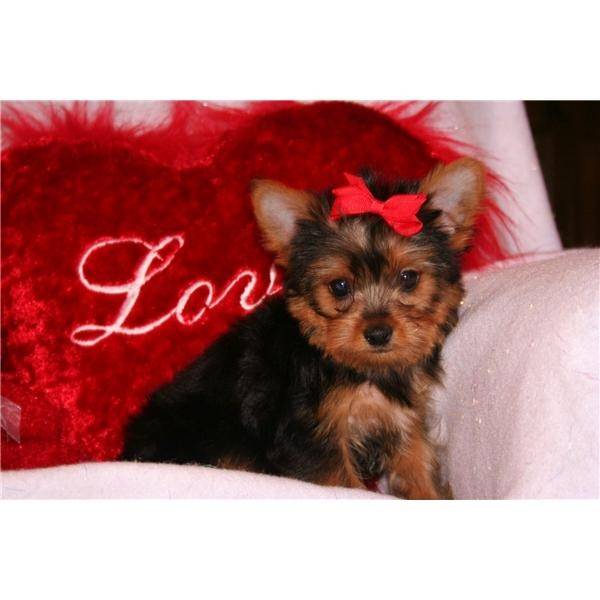 TINA - Yorkshire Terrier (5 ans)