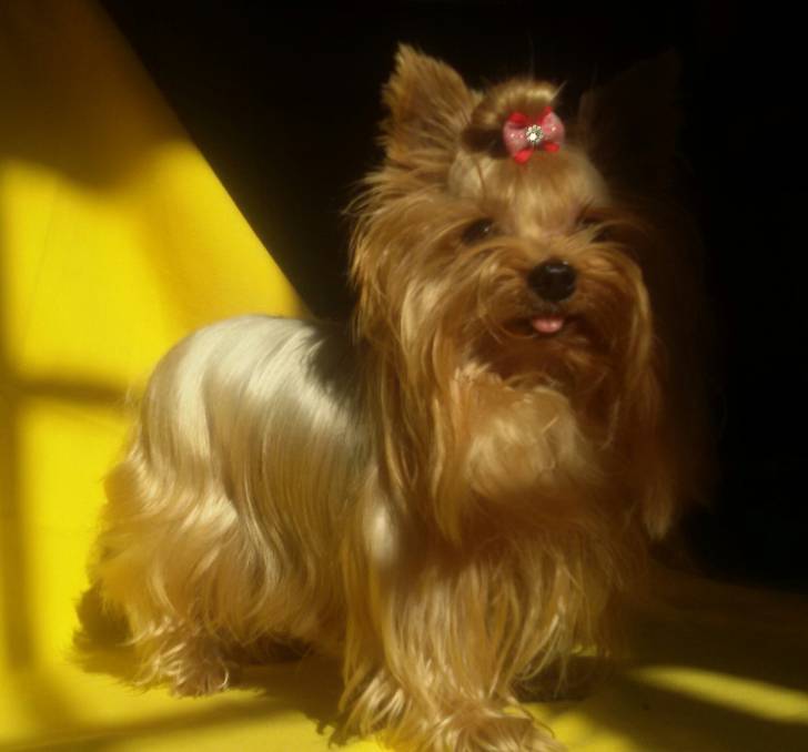 Nora - Yorkshire Terrier (7 ans)