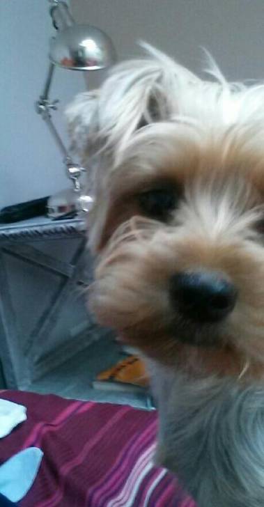 Holly - Yorkshire Terrier (3 ans)