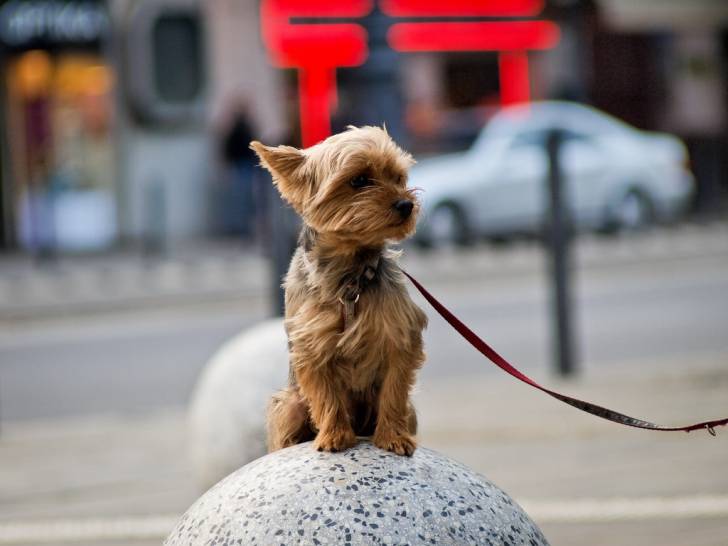 Le record du plus petit chien au monde