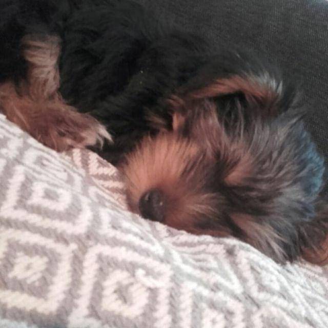 mika - Yorkshire Terrier (1 mois)