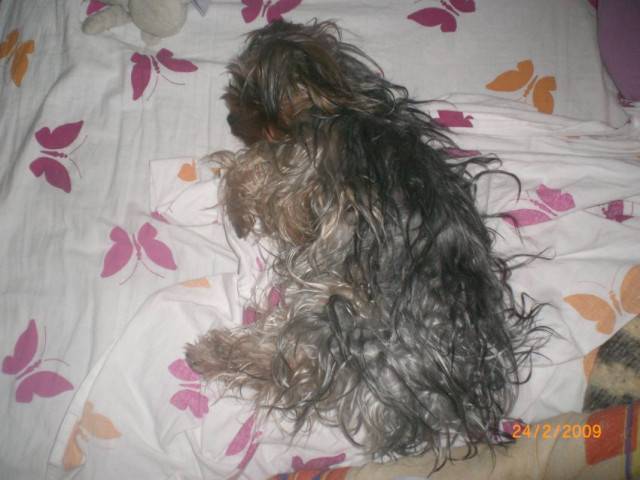 caline - Yorkshire Terrier (2 mois)