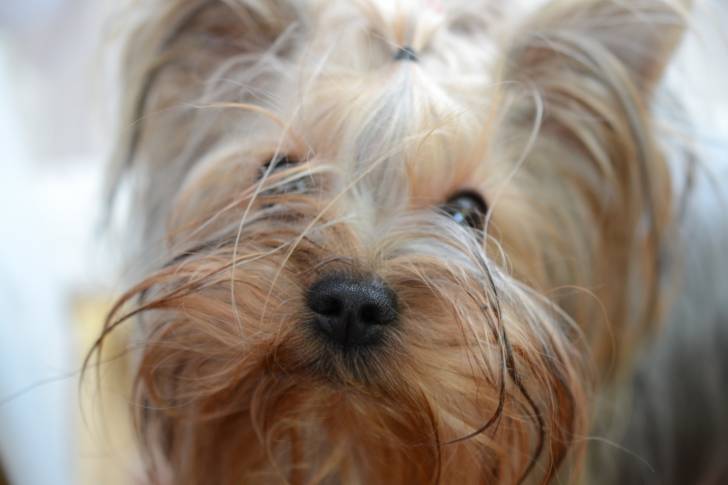 Photo Yorkshire Terrier
