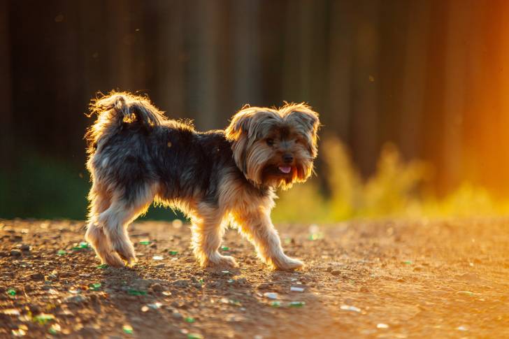 Photo Yorkshire Terrier