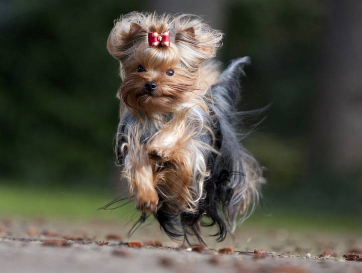 Un Yorkshire Terrier en train de courir vers l'objectif