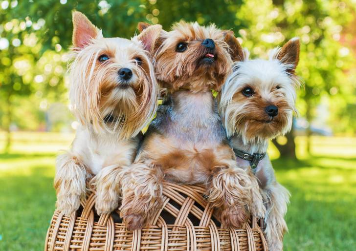 Trois Yorkshire Terriers assis dans un panier ne osier