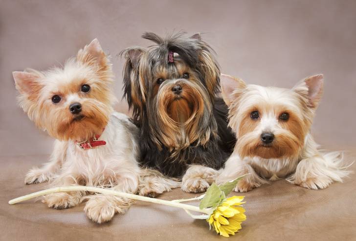 Un portrait professionnel de trois Yorkshire Terriers