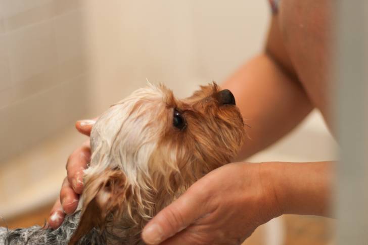 Un Yorkshire Terrier en train de prendre un bain