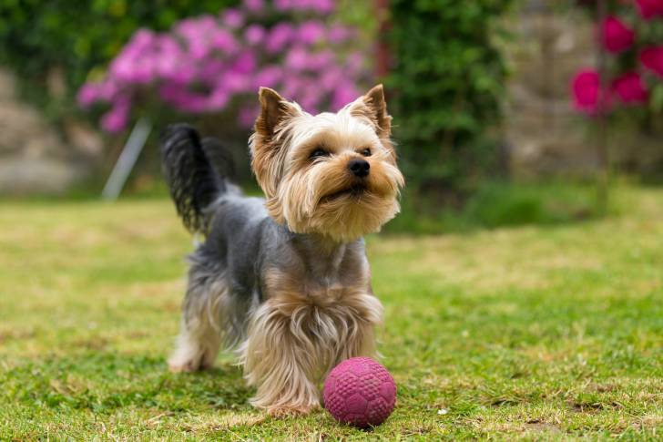 Un Yorkshire Terrier en train de jouer avec une balle en plastique rose