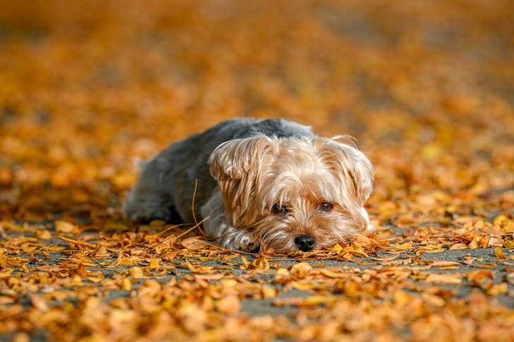 Un Yorkshire Terrier, aux oreilles tombantes, couché sur des feuilles jaune et orange