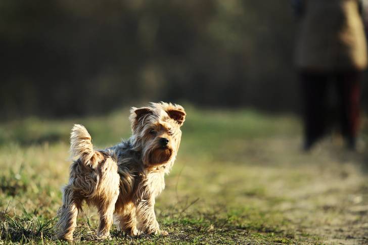 Un Yorshire Terrier debout sur l'herbe, avec son propriétaire en arrière-plan 
