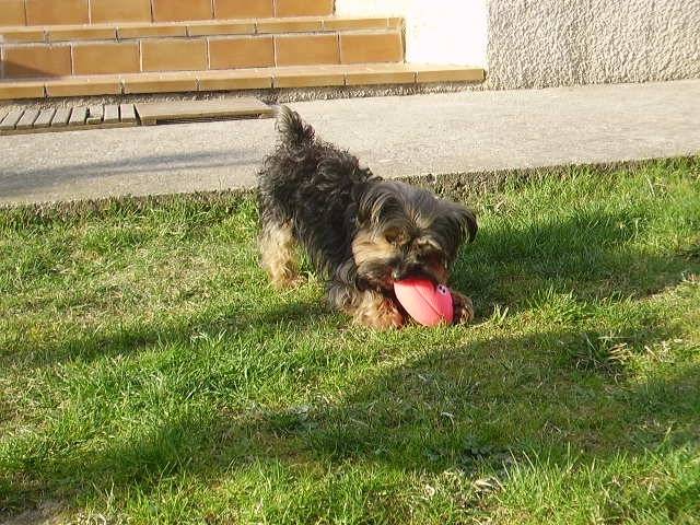 Loli - Yorkshire Terrier (5 ans)
