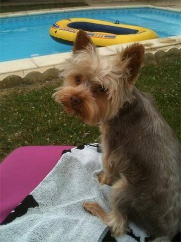 Chocolat - Yorkshire Terrier Mâle (2 ans)