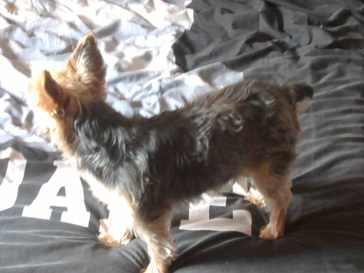 Sheyna - Yorkshire Terrier (4 ans)
