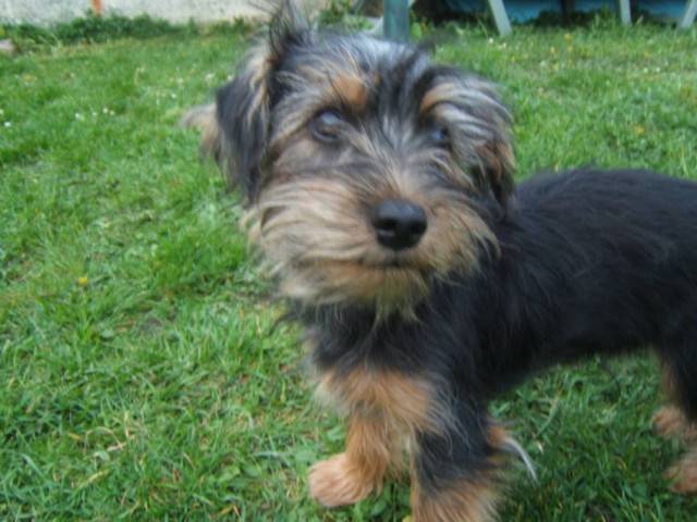 Deusty - Yorkshire Terrier Mâle (7 mois)