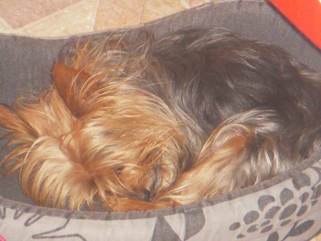 Chouquette - Yorkshire Terrier (10 ans)