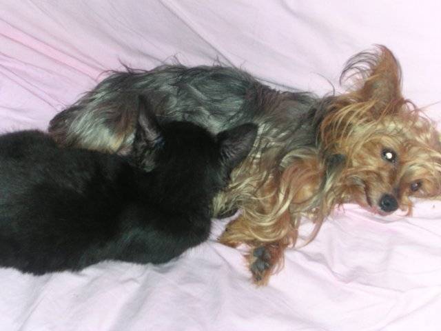 Chouquette et Réglisse - Yorkshire Terrier (10 ans)