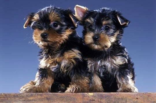ninon - Yorkshire Terrier (3 mois)